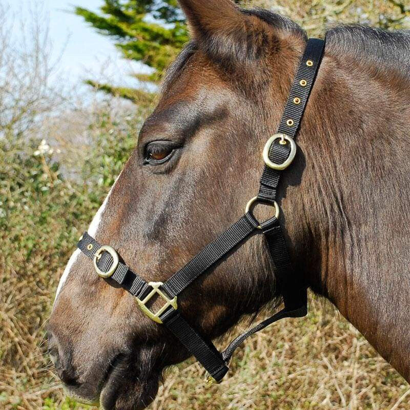 Boomerang Equestrian - Turfmasters Nylon Headcollar