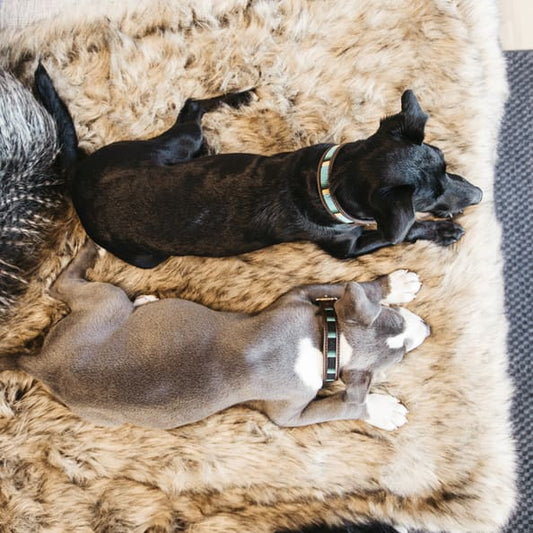 Boomerang Equestrian - Kentucky Dog Collar Handmade Pearls Light Blue