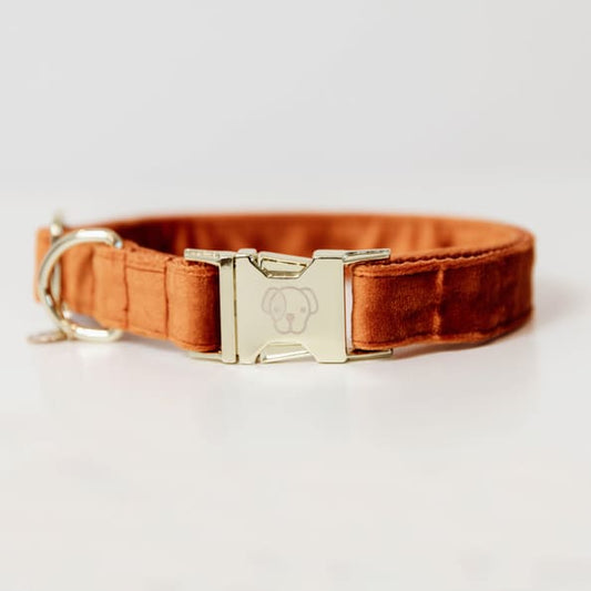 Boomerang Equestrian - Kentucky Dog Collar Velvet Orange