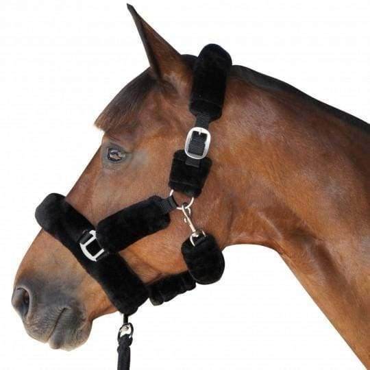 Boomerang Equestrian - Privilege Equitation Canter Shipping Headcollar Black