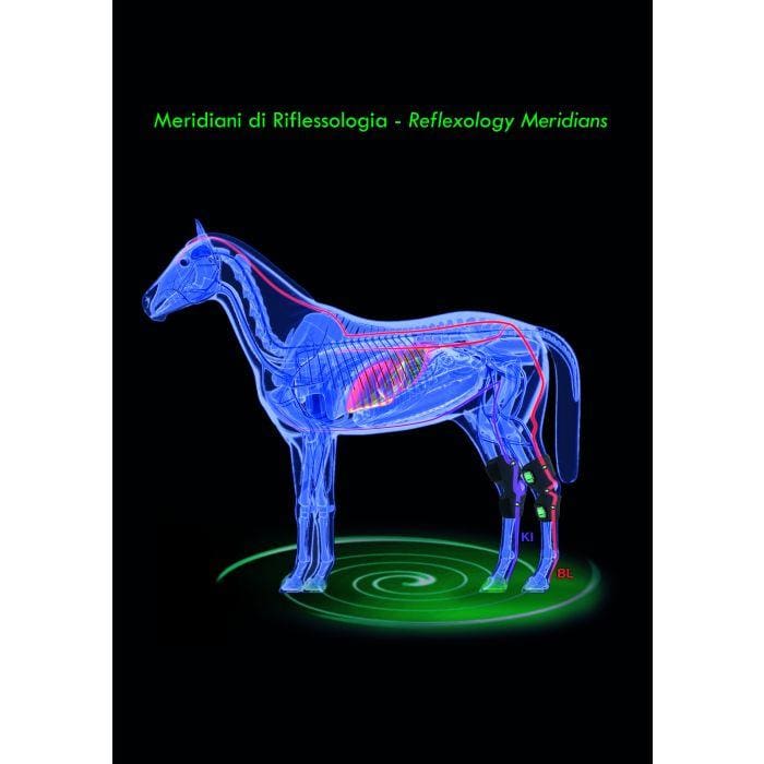 Boomerang Equestrian - Zandona Therapeutic Air Hock Boot Black