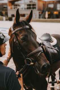 a horse and rider standing in the warm up waiting to compete