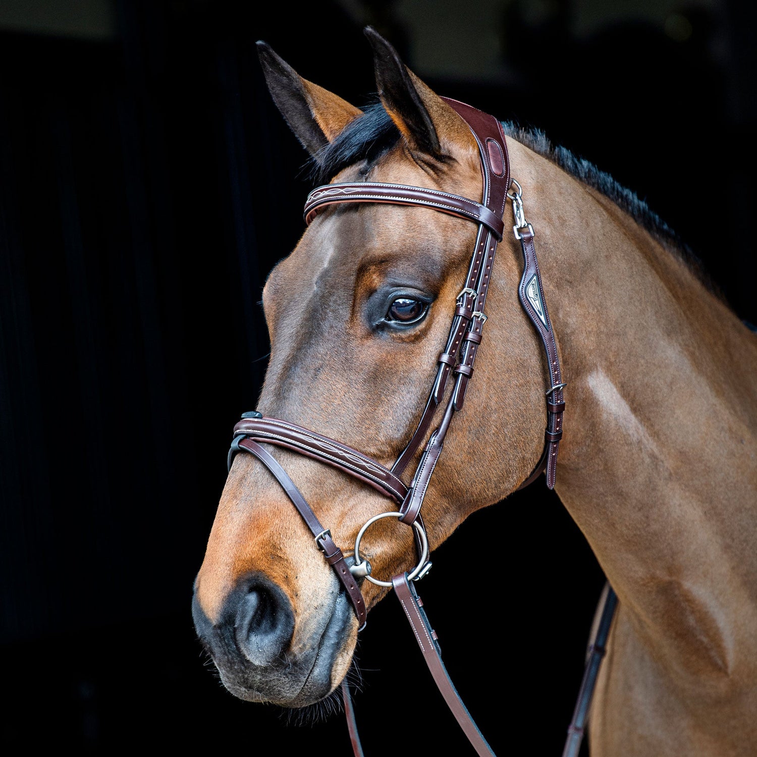 Bay horse wearing a brown Equiline bridle on a black background.