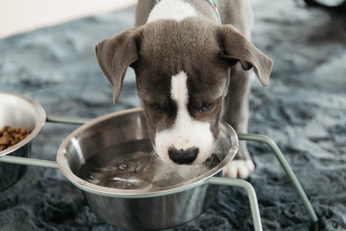 A brown and white puppy drinking water out of a water bowl with a grey carpet under them