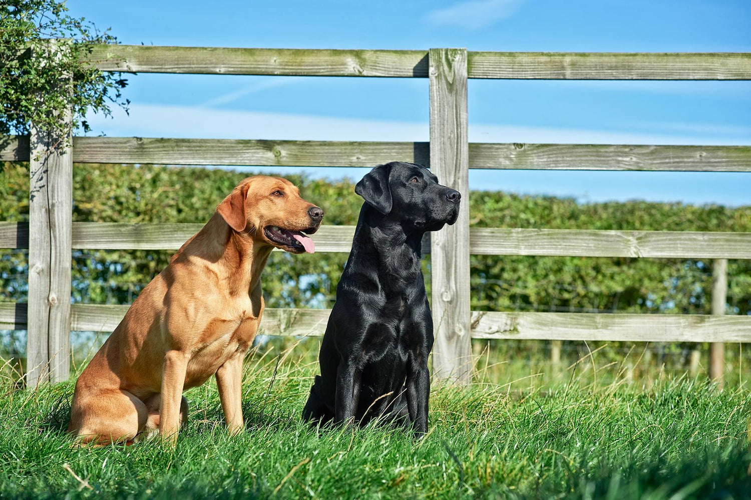 Two dogs sitting on the grass in front of a wooden fence with a blue sky background