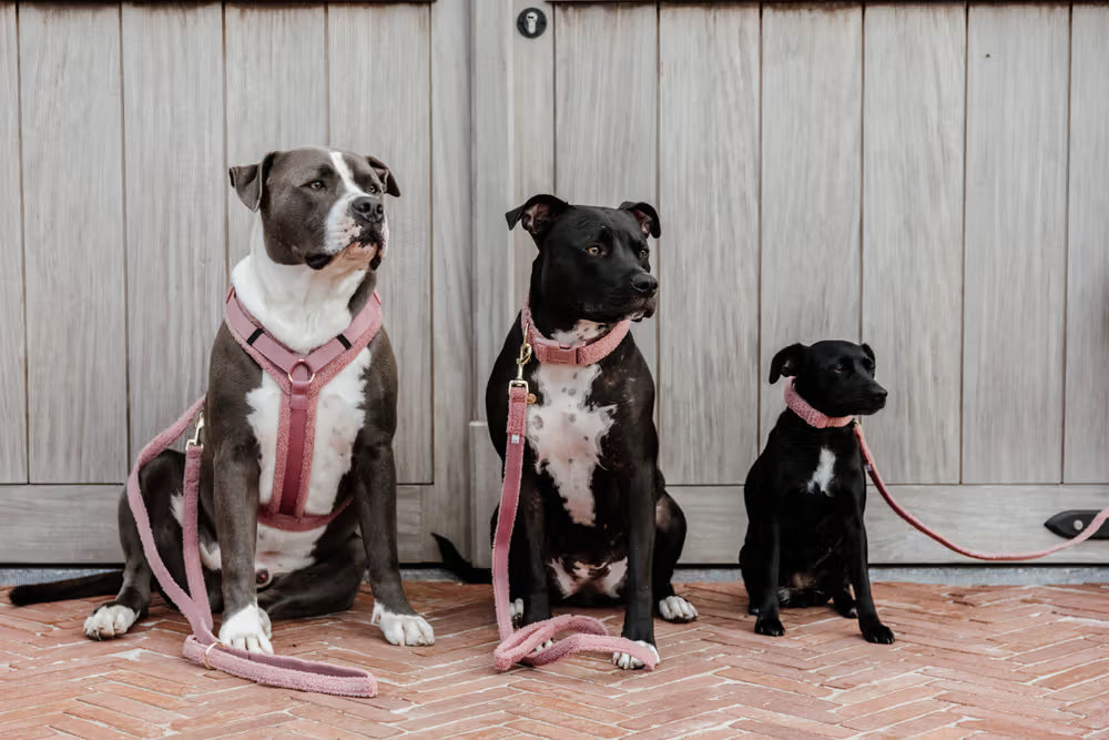 Three dogs sitting on a brick floor in front of a wooden backdrop, each wearing a pink collar or harness with matching leashes