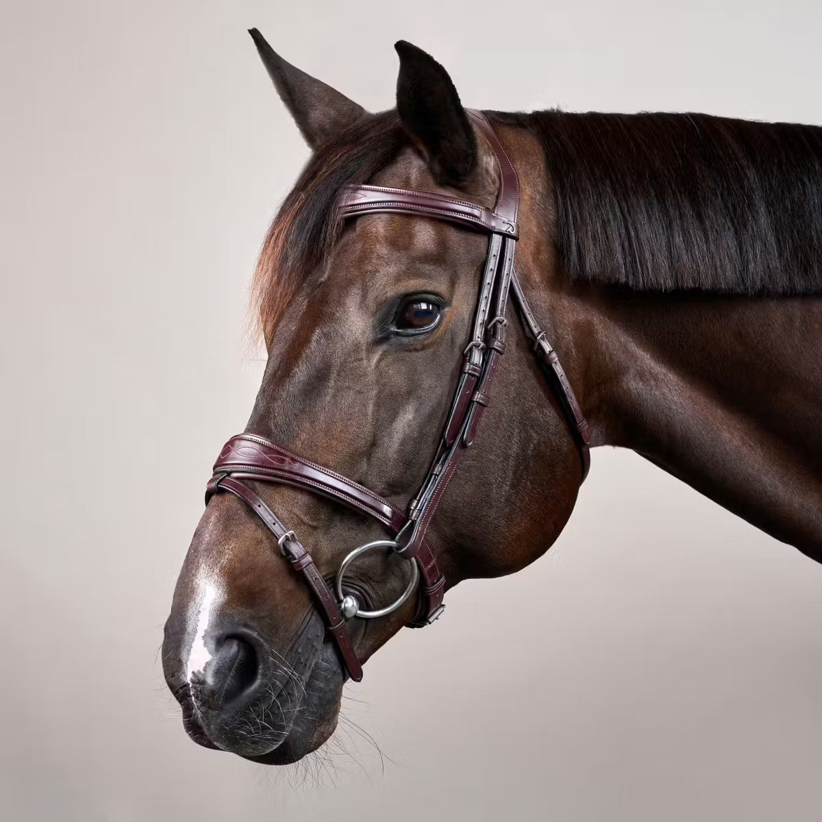 Bay horse wearing a brown bridle on a neutral background