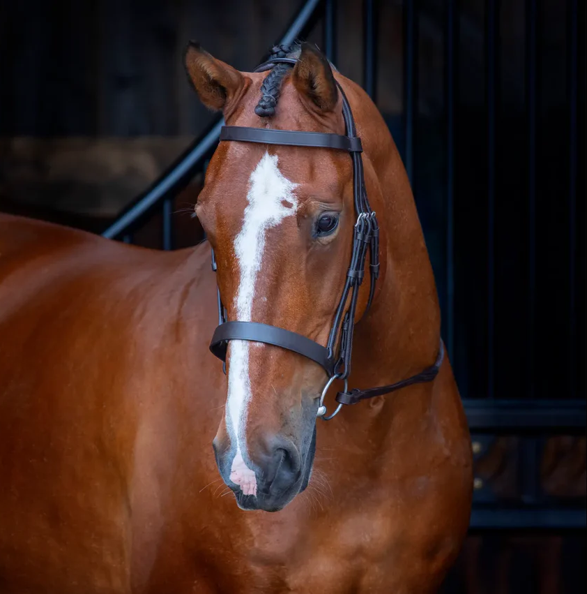 Bay Horse head shot wearing a plain bridle