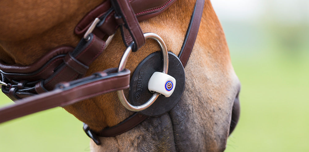 Close-up of horse wearing a Trust loose ring bit with leather bridle – precision-engineered equestrian bit from Boomerang.ie