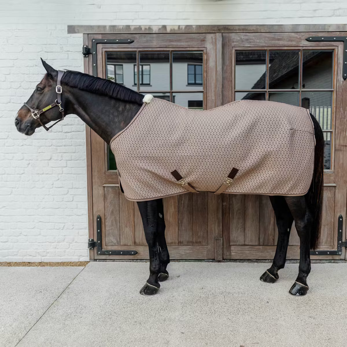 Horse wearing a beige blanket standing in front of a wooden door.