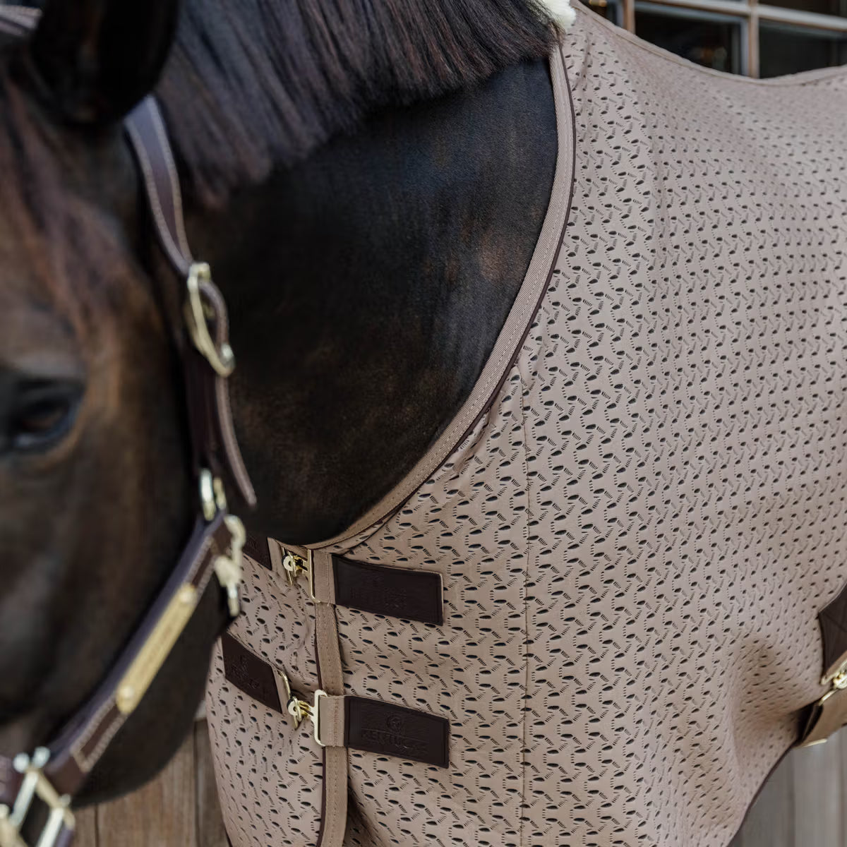 Horse wearing a patterned brown rug with gold hardware