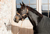 Kentucky Plaited Nylon Halter Orange