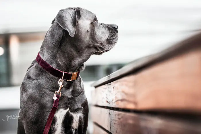 Kentucky Dog Lead Corduroy Bordeaux