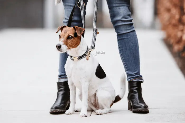 Kentucky Dog Collar Pied De Poule Black