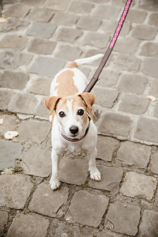 Boomerang Equestrian - Kentucky Dog Lead Handmade Pearls Pink
