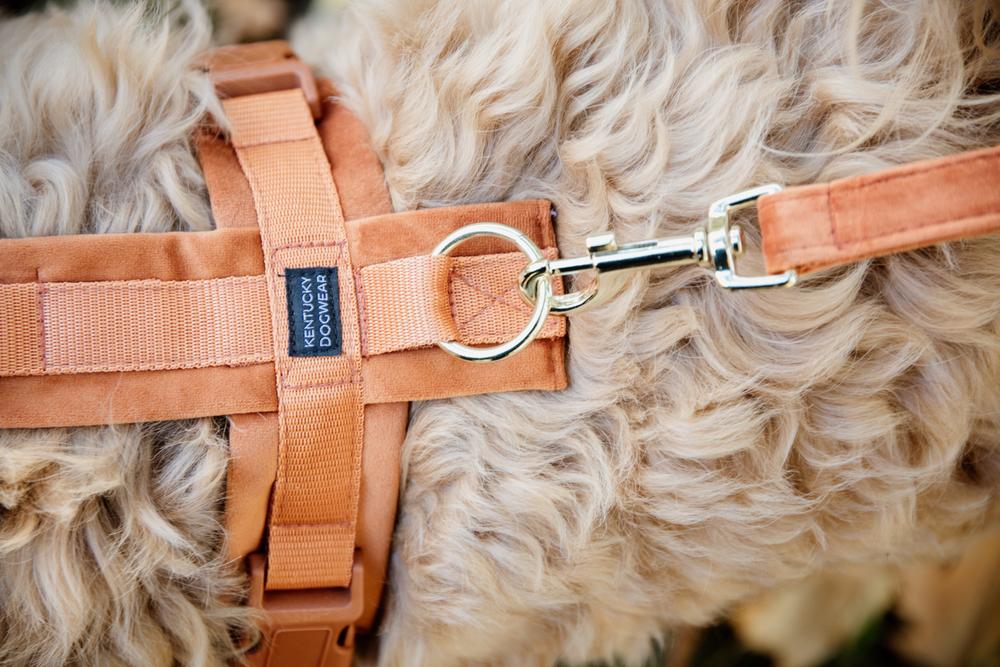 Dog Leash Velvet 200 cm | Kentucky Dogwear | Stylish — Image 9