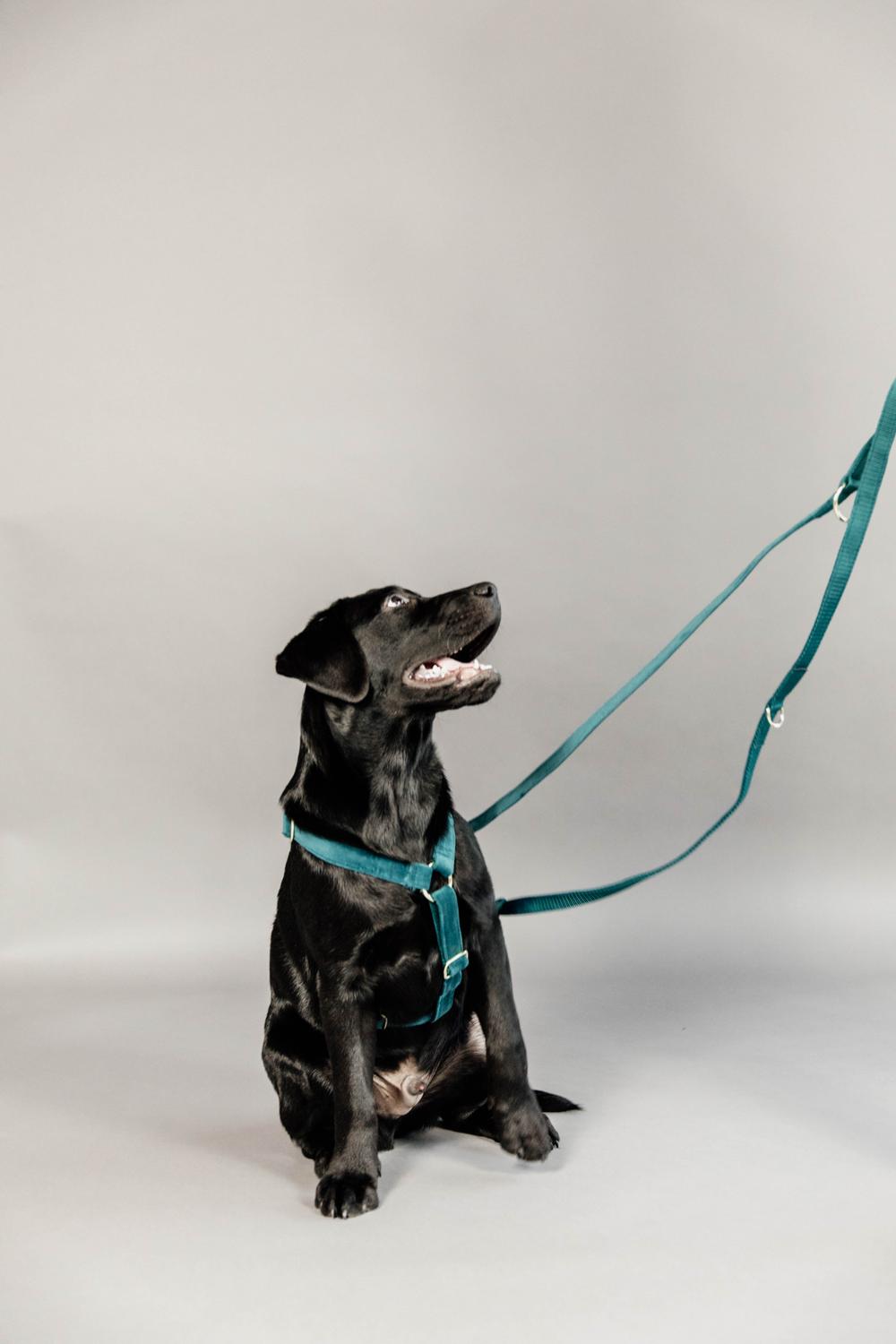 Dog Leash Velvet 200 cm | Kentucky Dogwear | Stylish — Image 5