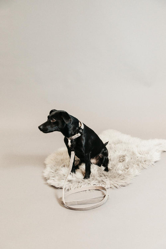 Dog Leash Lizard | Kentucky Dogwear | Stylish — Image 2