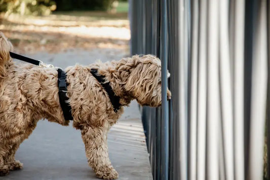 Boomerang Equestrian - Kentucky Dog Harness Active Velvet Black