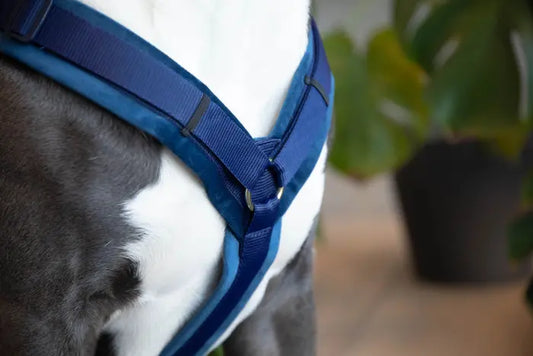 Boomerang Equestrian - Kentucky Dog Harness Active Velvet Navy