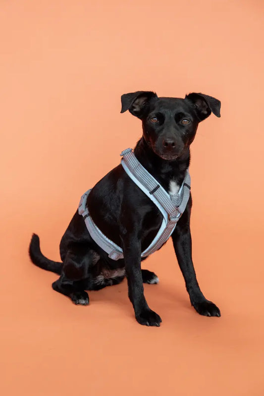 Boomerang Equestrian - Kentucky Dog Harness Active Reflective