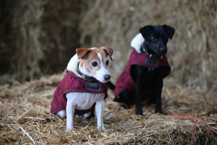 Kentucky Dog Coat Original Bordeaux