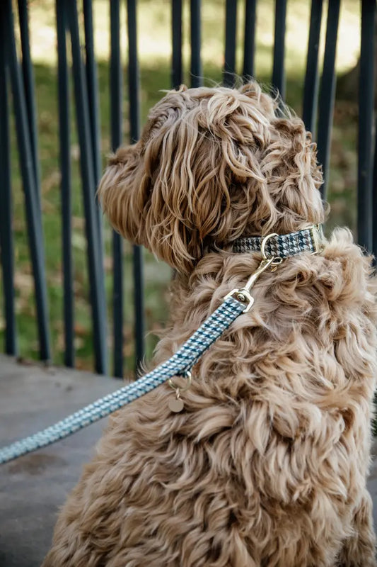 Boomerang Equestrian - Kentucky Dog Collar Pied De Poule Brown