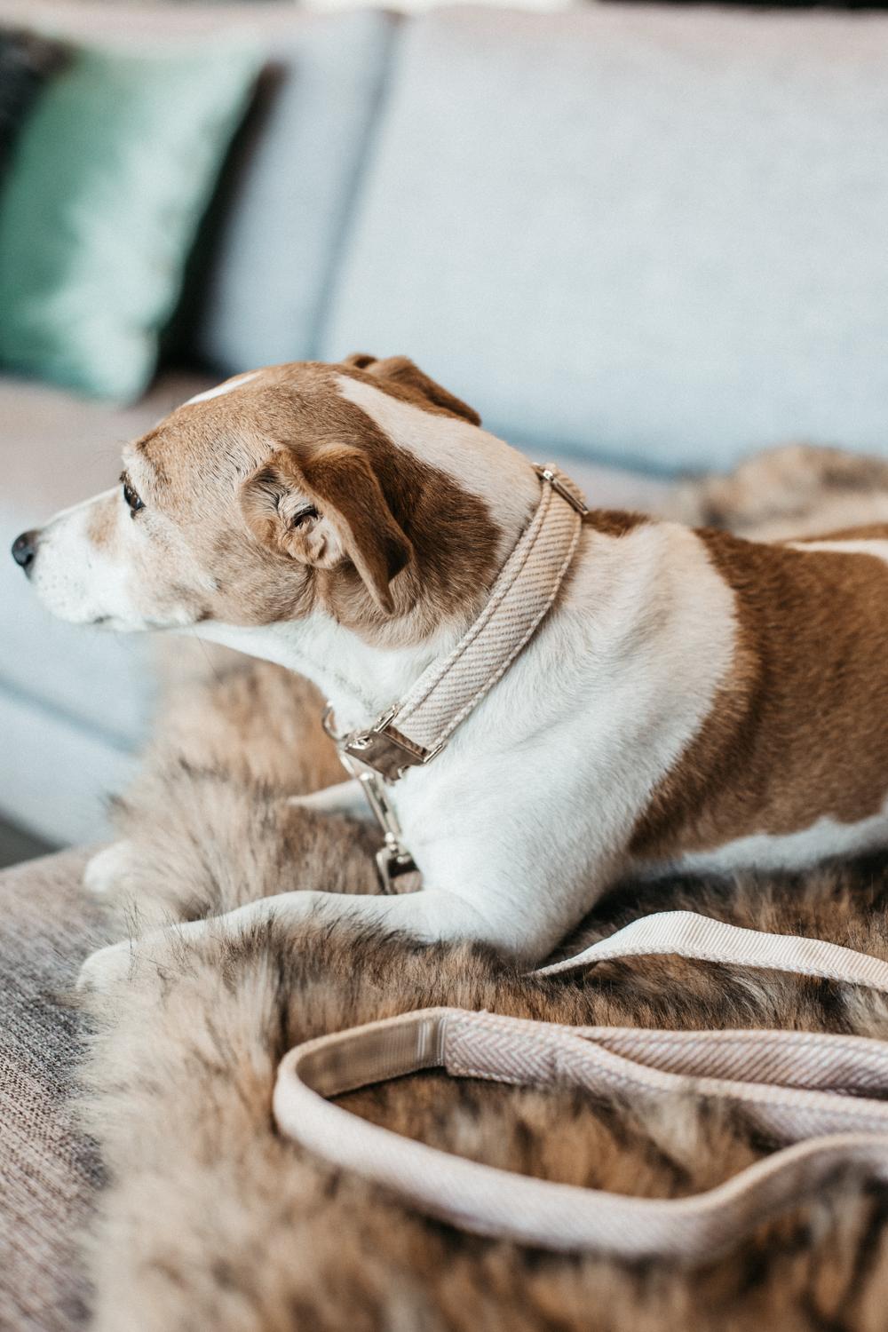 Dog Leash Wool Long | Kentucky Dogwear | Stylish — Image 4