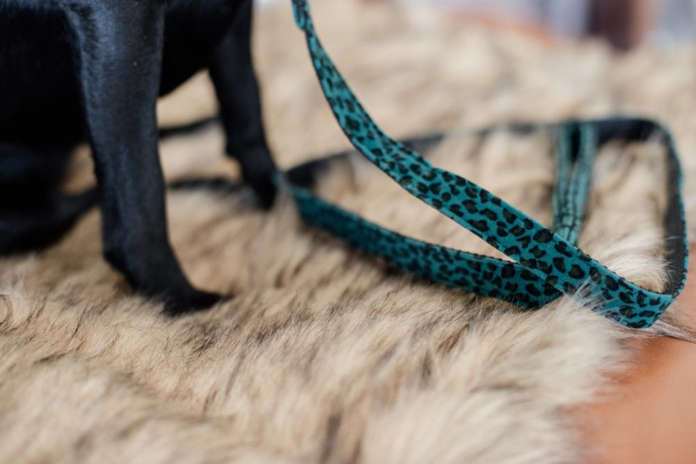Dog Leash Leopard | Kentucky Dogwear | Stylish — Image 3