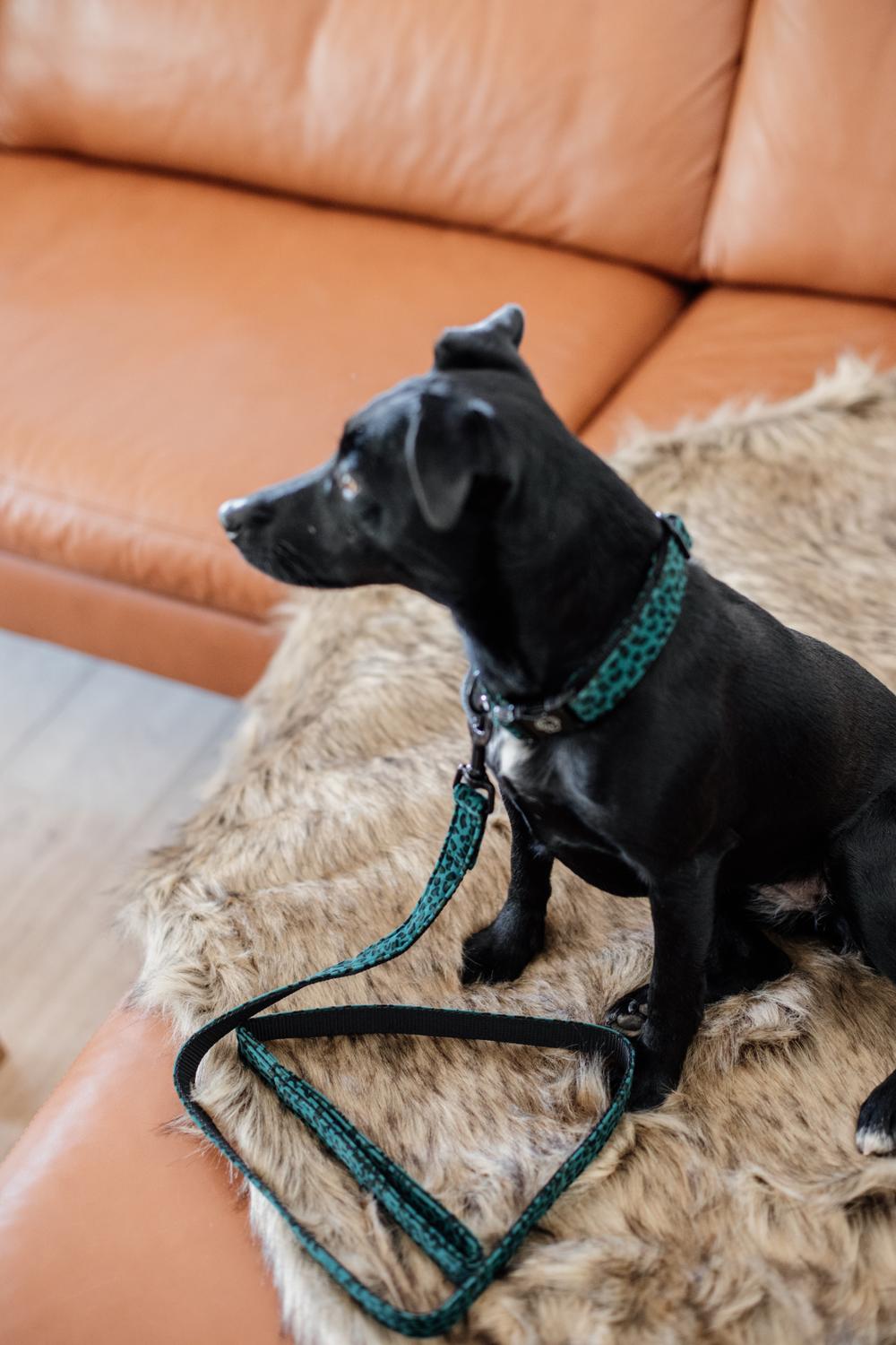 Dog Leash Leopard | Kentucky Dogwear | Stylish — Image 4