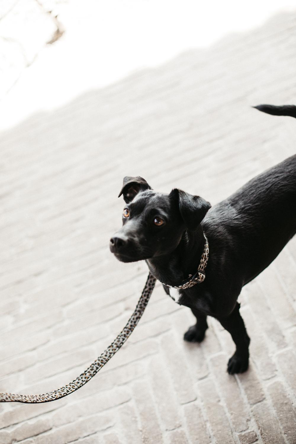 Dog Leash Leopard | Kentucky Dogwear | Stylish — Image 5