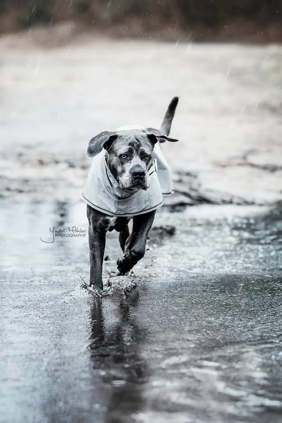 Kentucky Waterproof Dog Coat 160 g Dusty Blue