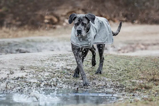 Kentucky Waterproof Dog Coat 160 g Dusty Blue