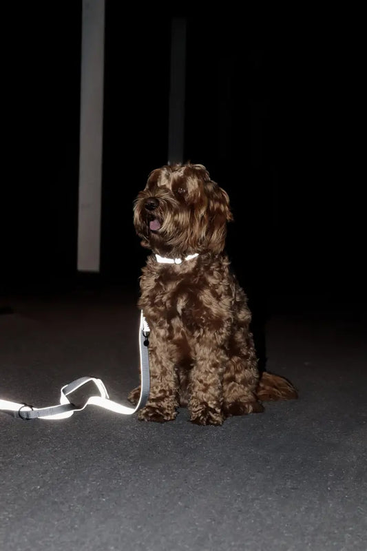 Boomerang Equestrian - Kentucky Dog Lead Reflective