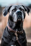 Kentucky Velvet Leather Dog Collar Brown