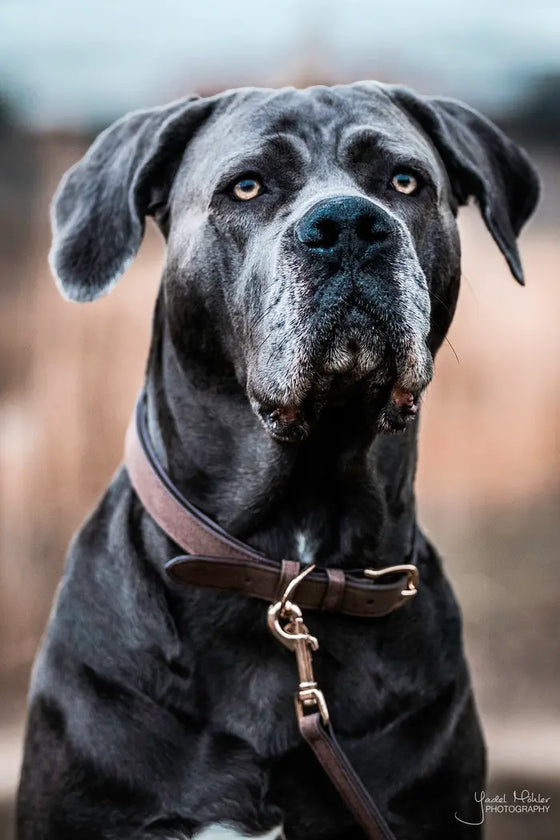 Kentucky Dog Collar Velvet Leather Brown