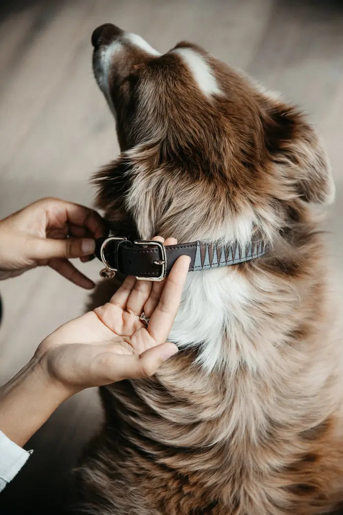 Kentucky Dog Collar Triangle