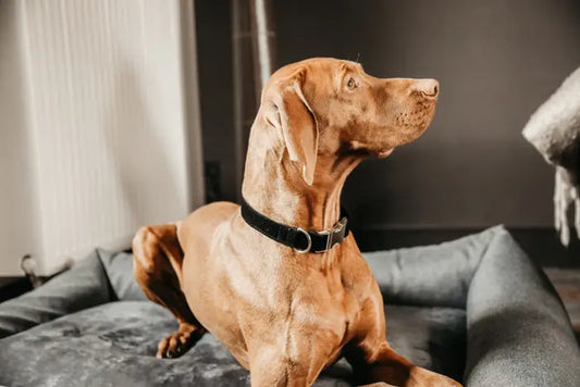 Boomerang Equestrian - Kentucky Dog Collar Corduroy Black