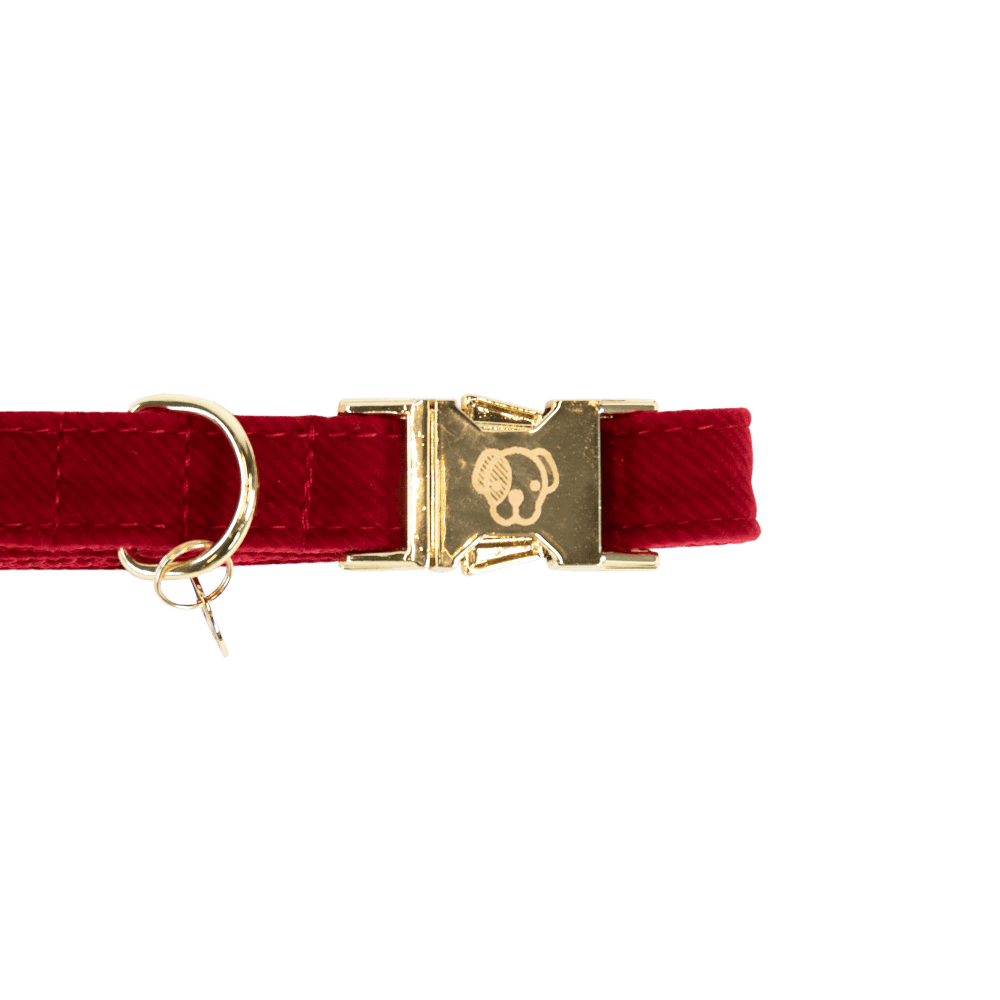 Dog Collar Corduroy | Kentucky Dogwear | Elegant