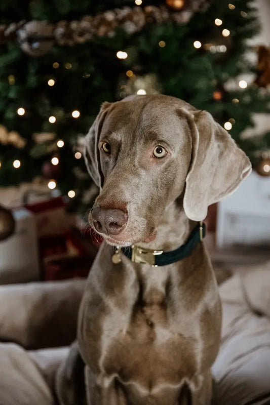 Boomerang Equestrian - Kentucky Dog Collar Corduroy Pine Green