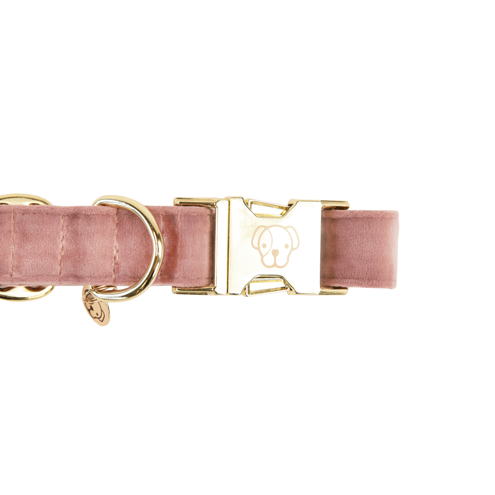 Dog Collar Velvet | Kentucky Dogwear | Stylish — Image 8