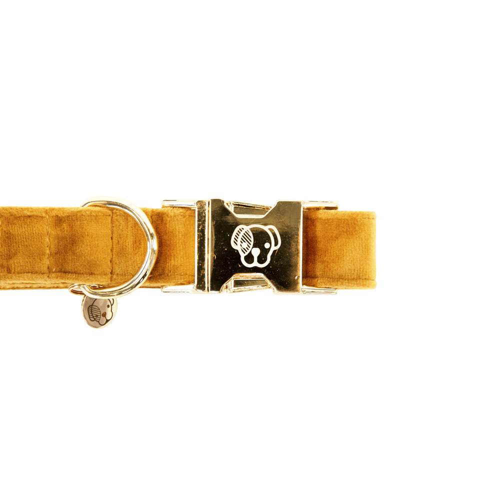 Dog Collar Velvet | Kentucky Dogwear | Stylish — Image 10