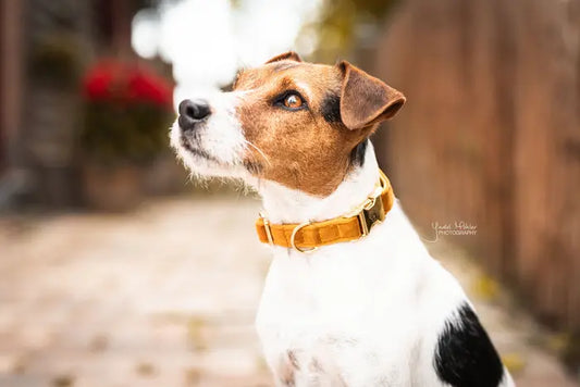 Boomerang Equestrian - Kentucky Dog Collar Velvet Mustard