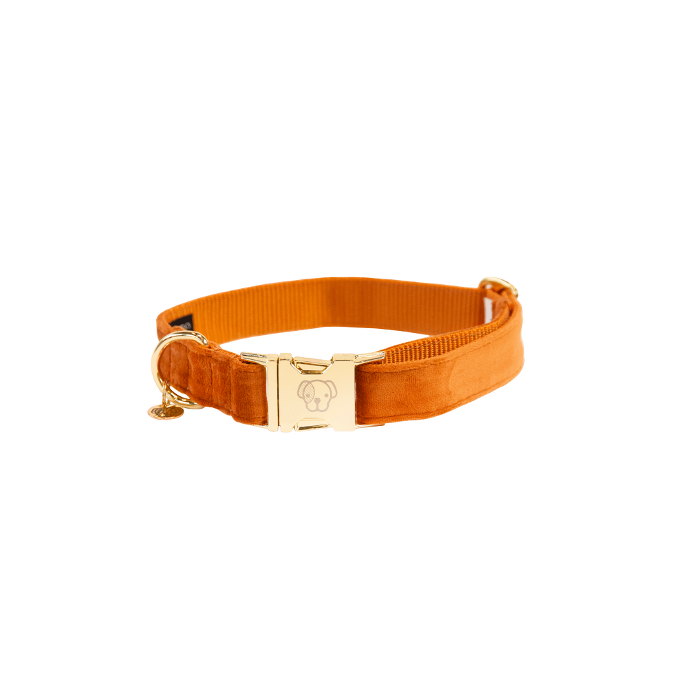 Dog Collar Velvet | Kentucky Dogwear | Stylish — Image 12