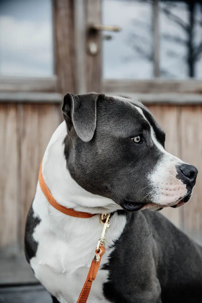 Kentucky Dog Collar Velvet Orange