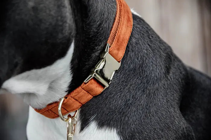 Kentucky Dog Collar Velvet Orange