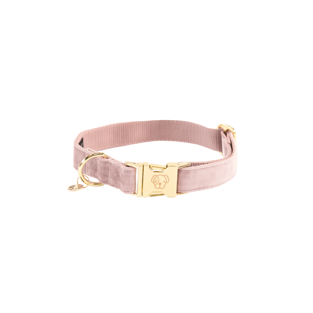 Dog Collar Velvet | Kentucky Dogwear | Stylish