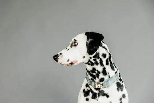 Boomerang Equestrian - Kentucky Dog Collar Velvet Light Blue