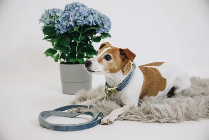 Kentucky Dog Collar Velvet Light Blue