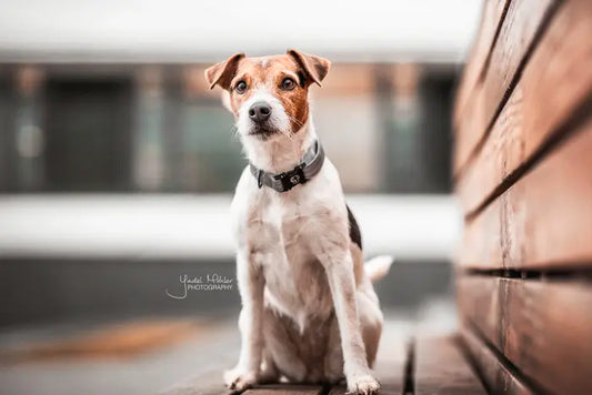 Boomerang Equestrian - Kentucky Dog Collar Reflective